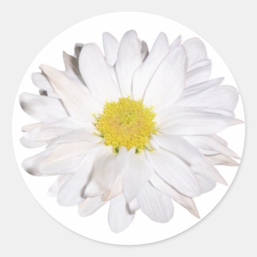 Sticker de marguerite (Devant)