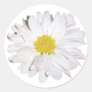 Sticker de marguerite