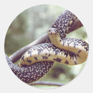 Sticker de serpent King Speckical