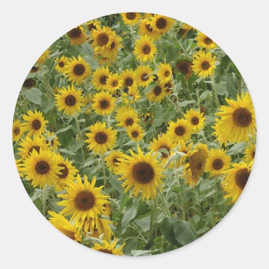 Sticker des tournesols de Marie (Devant)