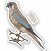 Sticker dessin animé d'oiseau-kestrel américain (Recto)