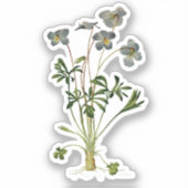 Sticker Dessin botanique de Fleur de Violet - Vintage (Recto)