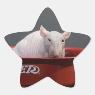 STICKER D'ÉTOILE RAT SANS CHEVEUX