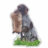Sticker Deutsch Drahthaar (Devant)