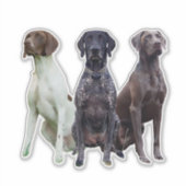 Sticker Deutsch Kurzhaar (GSP) (Devant)