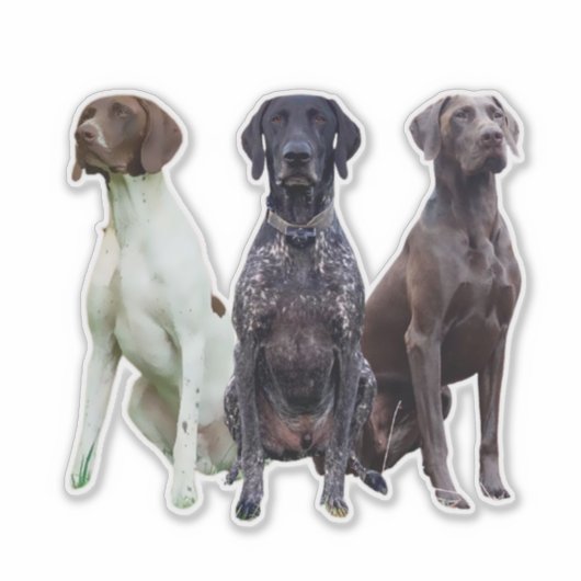 Sticker Deutsch Kurzhaar (GSP) (Devant)