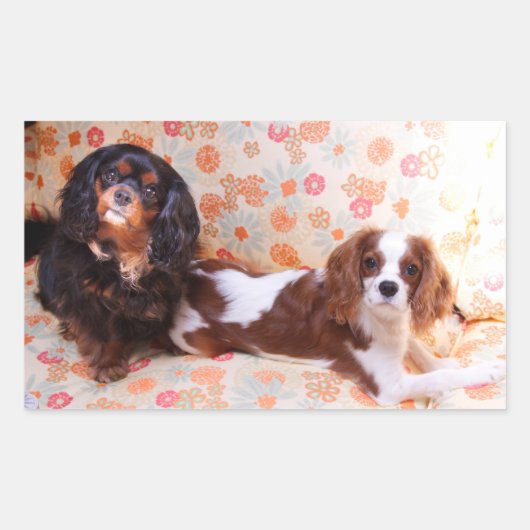 Sticker deux mignons Cavalier King Charles Spaniel (Devant)