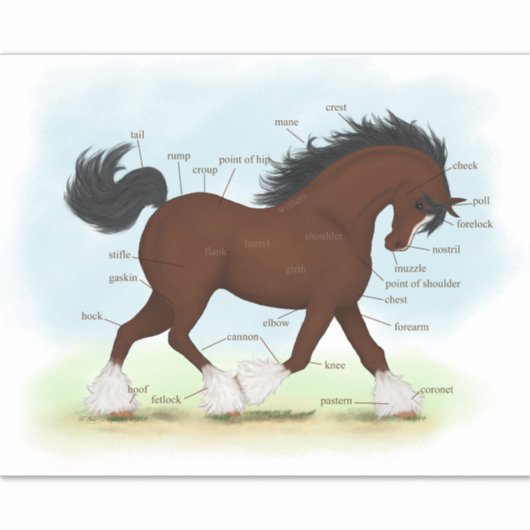Sticker Diagramme d'anatomie équine éducative du Cheval de (Devant)