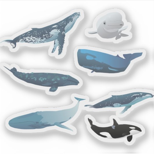 Sticker Diverses baleines (Devant)