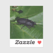 Sticker Dorcus parallelipipedus, le moindre dendroctone du (Feuille)