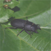 Sticker Dorcus parallelipipedus, le moindre dendroctone du (Recto)