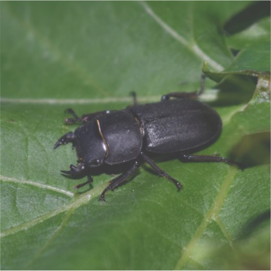 Sticker Dorcus parallelipipedus, le moindre dendroctone du (Devant)