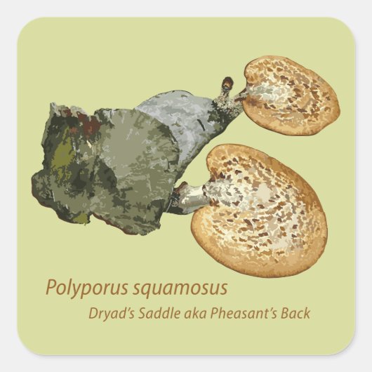 Sticker Dryad's Saddle Polyporus squamosus (Voorkant)