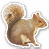 Sticker écureuil (Devant)