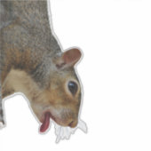 Sticker eekhoorn (Voorkant)