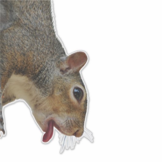 Sticker eekhoorn (Voorkant)