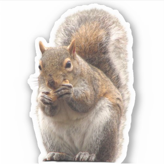 Sticker eekhoorn (Voorkant)