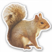 Sticker eekhoorn (Voorkant)