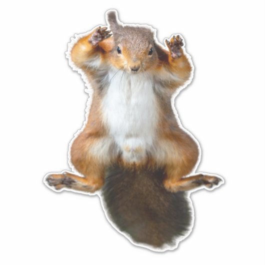 Sticker eekhoorn (Voorkant)