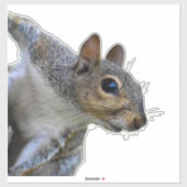 Sticker eekhoorn (Vel)