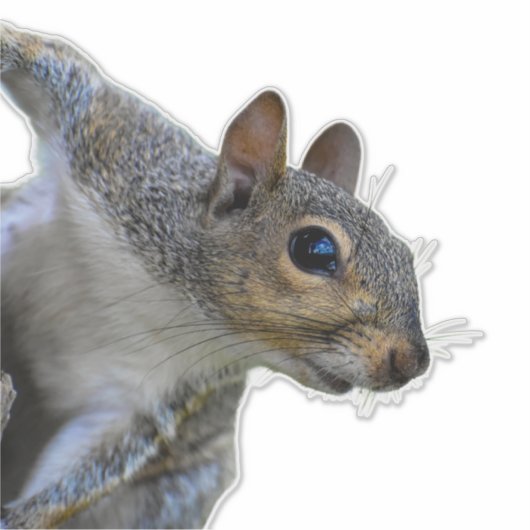 Sticker eekhoorn (Voorkant)