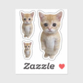 Sticker El Gato Chat Mème 3 Pack (Feuille)
