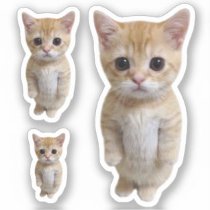 Sticker El Gato Chat Mème 3 Pack