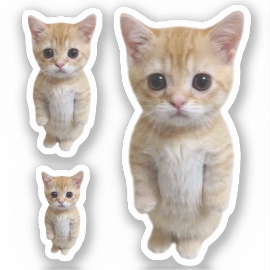 Sticker El Gato Chat Mème 3 Pack (Recto)