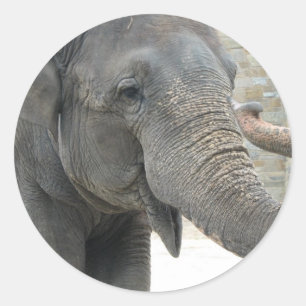 Sticker éléphant trompette