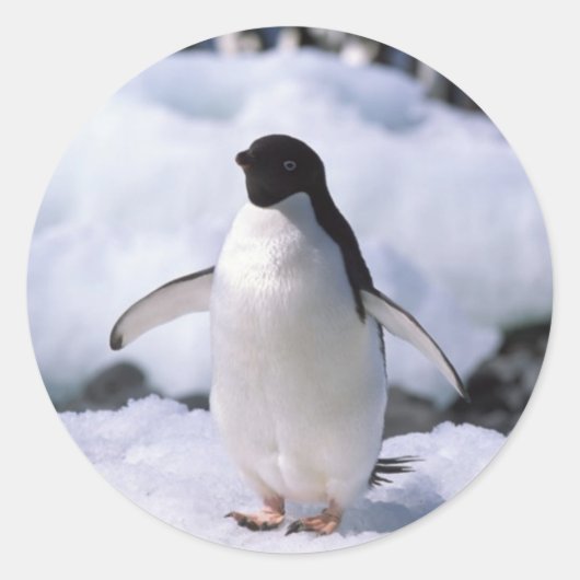 Sticker en pingouin (Devant)