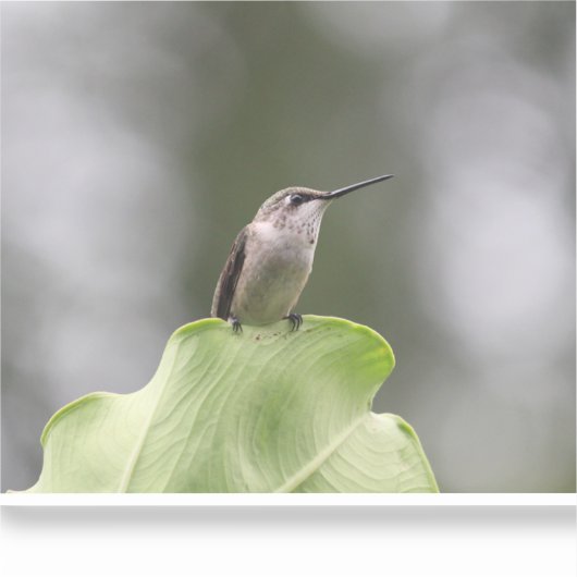 Sticker en vinyle coupé sur mesure (Recto)