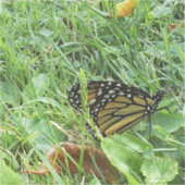 Sticker en vinyle coupé sur mesure pour papillon M (Recto)