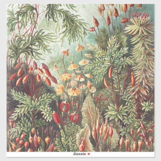 Sticker Ernst Haeckel Impression de la nature de la mousse (Feuille)