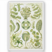 Sticker Ernst Haeckel's Siphoneae Seaweed and Algae (Devant)