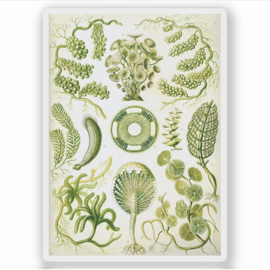 Sticker Ernst Haeckel's Siphoneae Seaweed and Algae (Devant)