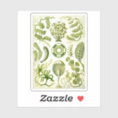 Sticker Ernst Haeckel's Siphoneae Seaweed and Algae (Feuille)