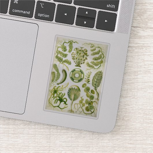 Sticker Ernst Haeckel's Siphoneae Seaweed and Algae (Détail)