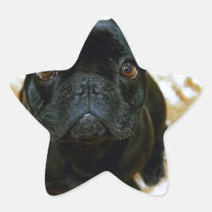 Sticker Étoile Adorable Chien-Chien-Putain Français Chien-botte !
