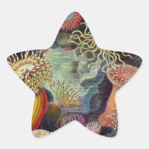 Sticker Étoile Anémone de mer Nature scientifique Océan
