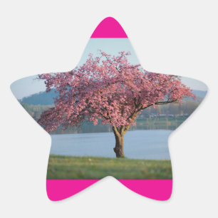 Sticker Étoile arbres en fleurs