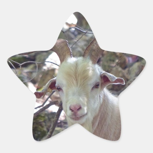 Sticker Étoile Billy Goat (Devant)