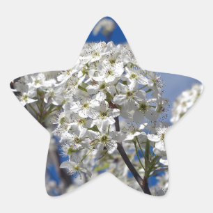 Sticker Étoile Bradford Pear Blooms