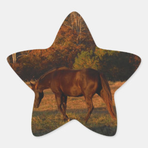 Sticker Étoile Cheval Brown rouge, bois d'automne.