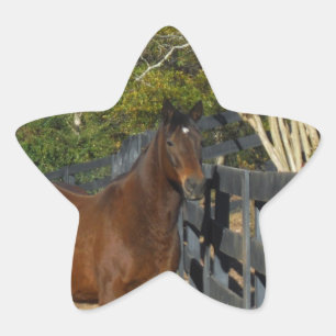 Sticker Étoile Cheval brun contre une clôture