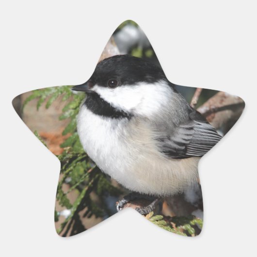 Sticker Étoile Chickadee_9530 (Devant)