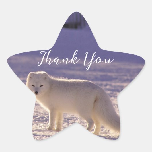 Sticker Étoile Cute White Arctic Fox neige hiver Photographie (Devant)