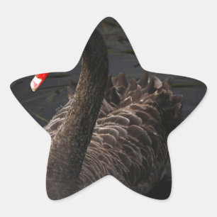 Sticker Étoile Cygne noir