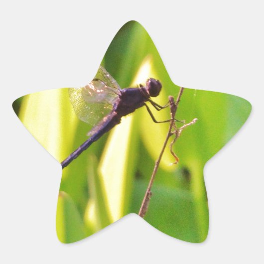 Sticker Étoile Dragonfly Blue et noir sur l'herbe. (Devant)