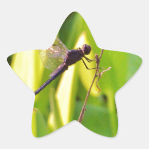 Sticker Étoile Dragonfly Blue et noir sur l'herbe.