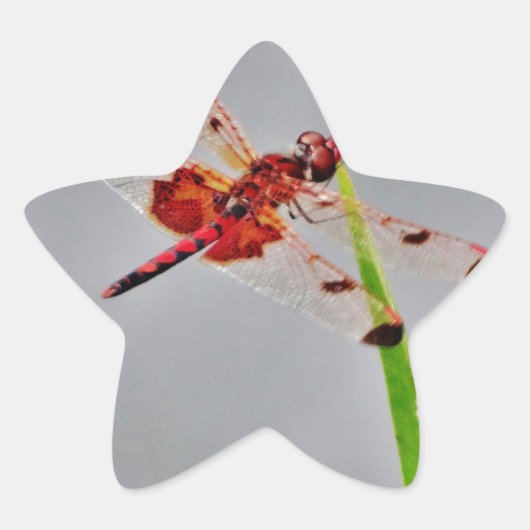 STICKER ÉTOILE DSC00029.JPG (Devant)